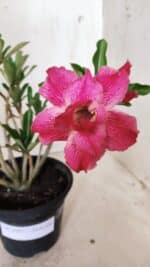 Planta Dobrada 2997 – 30cm – 02 anos - Imagem 3