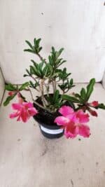 Planta Dobrada 2997 – 30cm – 02 anos - Imagem 5