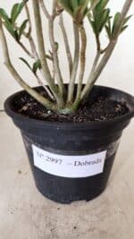 Planta Dobrada 2997 – 30cm – 02 anos - Imagem 8