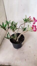 Planta Dobrada 2997 – 30cm – 02 anos - Imagem 7