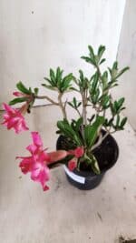 Planta Dobrada 2997 – 30cm – 02 anos - Imagem 6