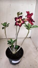 Planta Dobrada 2998 – 30cm – 02 anos - Imagem 2