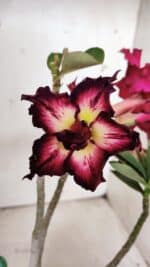 Planta Dobrada 2998 – 30cm – 02 anos - Imagem 4