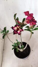Planta Dobrada 2998 – 30cm – 02 anos - Imagem 6