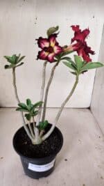 Planta Dobrada 2998 – 30cm – 02 anos - Imagem 9