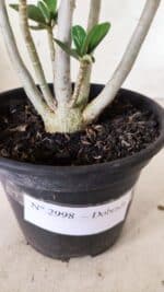 Planta Dobrada 2998 – 30cm – 02 anos - Imagem 8