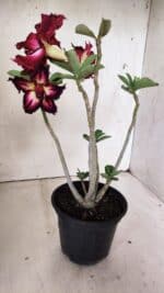 Planta Dobrada 2998 – 30cm – 02 anos - Imagem 7