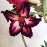 Planta Dobrada 2998 – 30cm – 02 anos