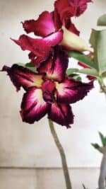 Planta Dobrada 2998 – 30cm – 02 anos