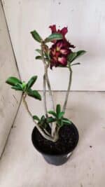 Planta Dobrada 2998 – 30cm – 02 anos - Imagem 5