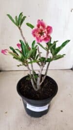 Planta Dobrada 2999 – 30cm – 02 anos - Imagem 2