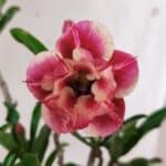 Planta Dobrada 2999 – 30cm – 02 anos