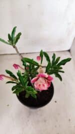 Planta Dobrada 2999 – 30cm – 02 anos - Imagem 4