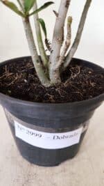 Planta Dobrada 2999 – 30cm – 02 anos - Imagem 7