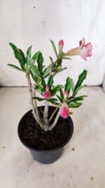 Planta Dobrada 2999 – 30cm – 02 anos - Imagem 6