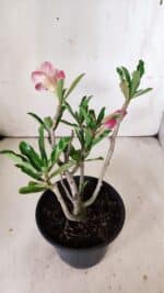 Planta Dobrada 2999 – 30cm – 02 anos - Imagem 5