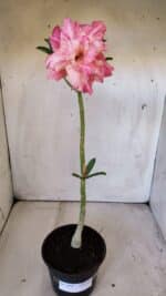 Planta Dobrada 3000 – 30cm – 02 anos - Imagem 2