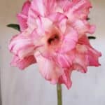 Planta Dobrada 3000 – 30cm – 02 anos