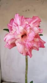 Planta Dobrada 3000 – 30cm – 02 anos