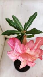 Planta Dobrada 3000 – 30cm – 02 anos - Imagem 4