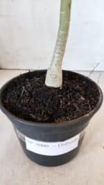 Planta Dobrada 3000 – 30cm – 02 anos - Imagem 5