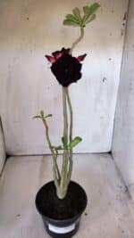 Planta Dobrada 3001 – 35cm – 03 anos - Imagem 2