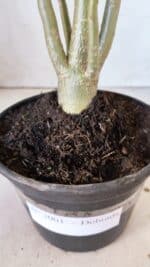 Planta Dobrada 3001 – 35cm – 03 anos - Imagem 5