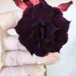 Planta Dobrada 3001 – 35cm – 03 anos