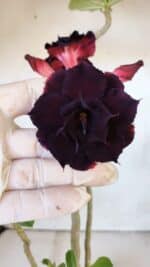 Planta Dobrada 3001 – 35cm – 03 anos