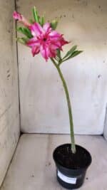 Planta Dobrada 3002 – 30cm – 02 anos - Imagem 2