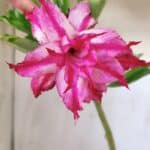 Planta Dobrada 3002 – 30cm – 02 anos