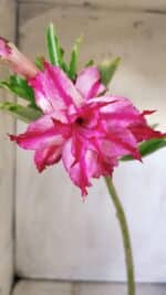 Planta Dobrada 3002 – 30cm – 02 anos