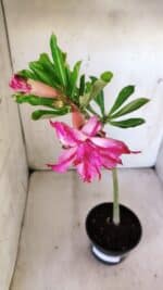 Planta Dobrada 3002 – 30cm – 02 anos - Imagem 4