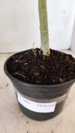 Planta Dobrada 3002 – 30cm – 02 anos - Imagem 6