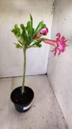 Planta Dobrada 3002 – 30cm – 02 anos - Imagem 5
