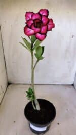 Planta Dobrada 3003 – 30cm – 02 anos - Imagem 2