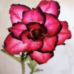 Planta Dobrada 3003 – 30cm – 02 anos