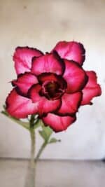 Planta Dobrada 3003 – 30cm – 02 anos