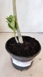 Planta Dobrada 3003 – 30cm – 02 anos - Imagem 6