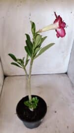 Planta Dobrada 3003 – 30cm – 02 anos - Imagem 5