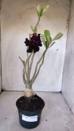 Planta Dobrada 3004 – 35cm – 03 anos - Imagem 2