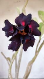 Planta Dobrada 3004 – 35cm – 03 anos