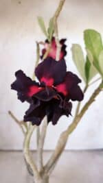 Planta Dobrada 3004 – 35cm – 03 anos - Imagem 4