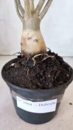 Planta Dobrada 3004 – 35cm – 03 anos - Imagem 9