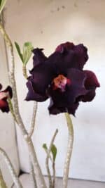 Planta Dobrada 3004 – 35cm – 03 anos - Imagem 5