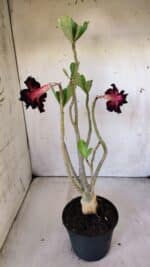 Planta Dobrada 3004 – 35cm – 03 anos - Imagem 7