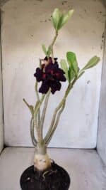 Planta Dobrada 3004 – 35cm – 03 anos - Imagem 6