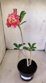 Planta Dobrada 3005 – 30cm – 02 anos - Imagem 2