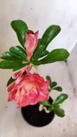 Planta Dobrada 3005 – 30cm – 02 anos - Imagem 4