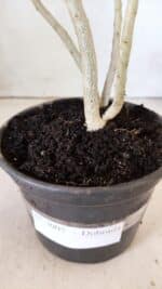 Planta Dobrada 3005 – 30cm – 02 anos - Imagem 7